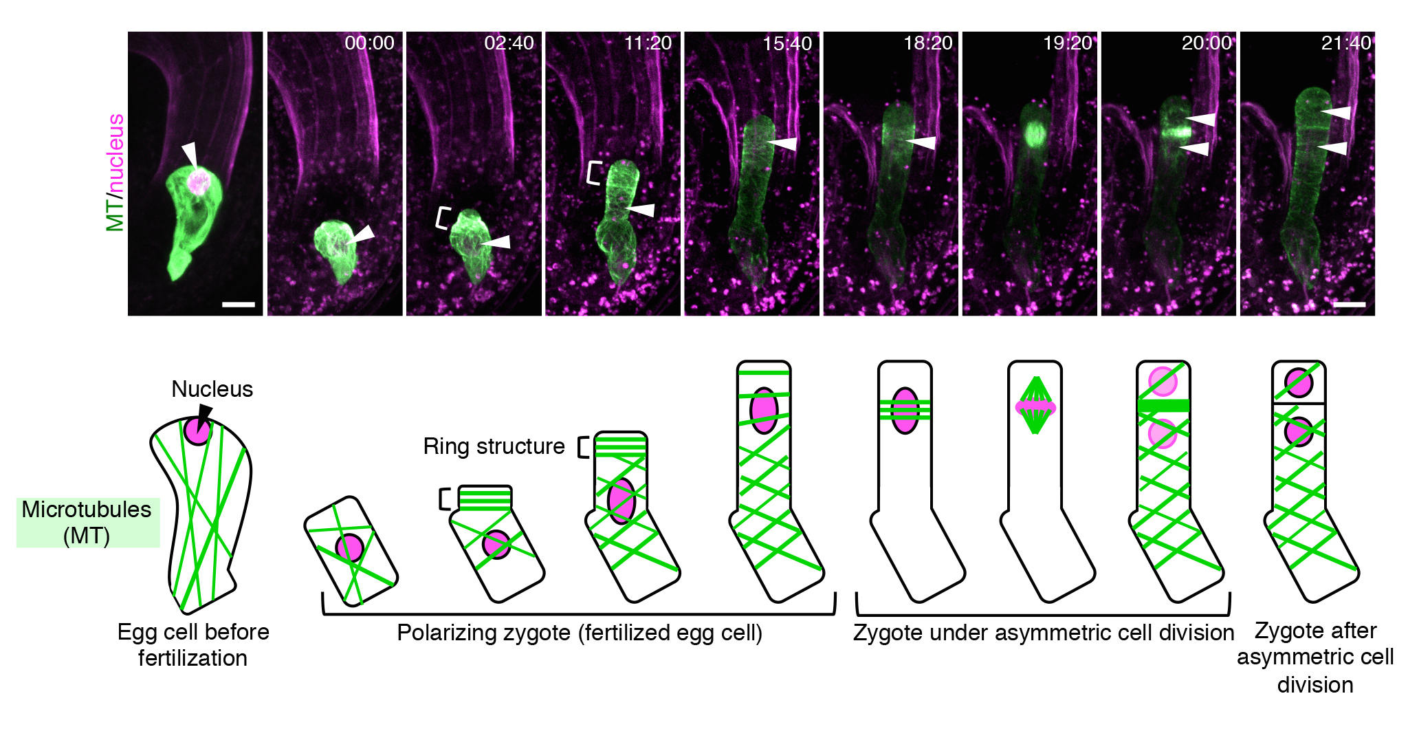 AsymmCD_Figure2.jpg