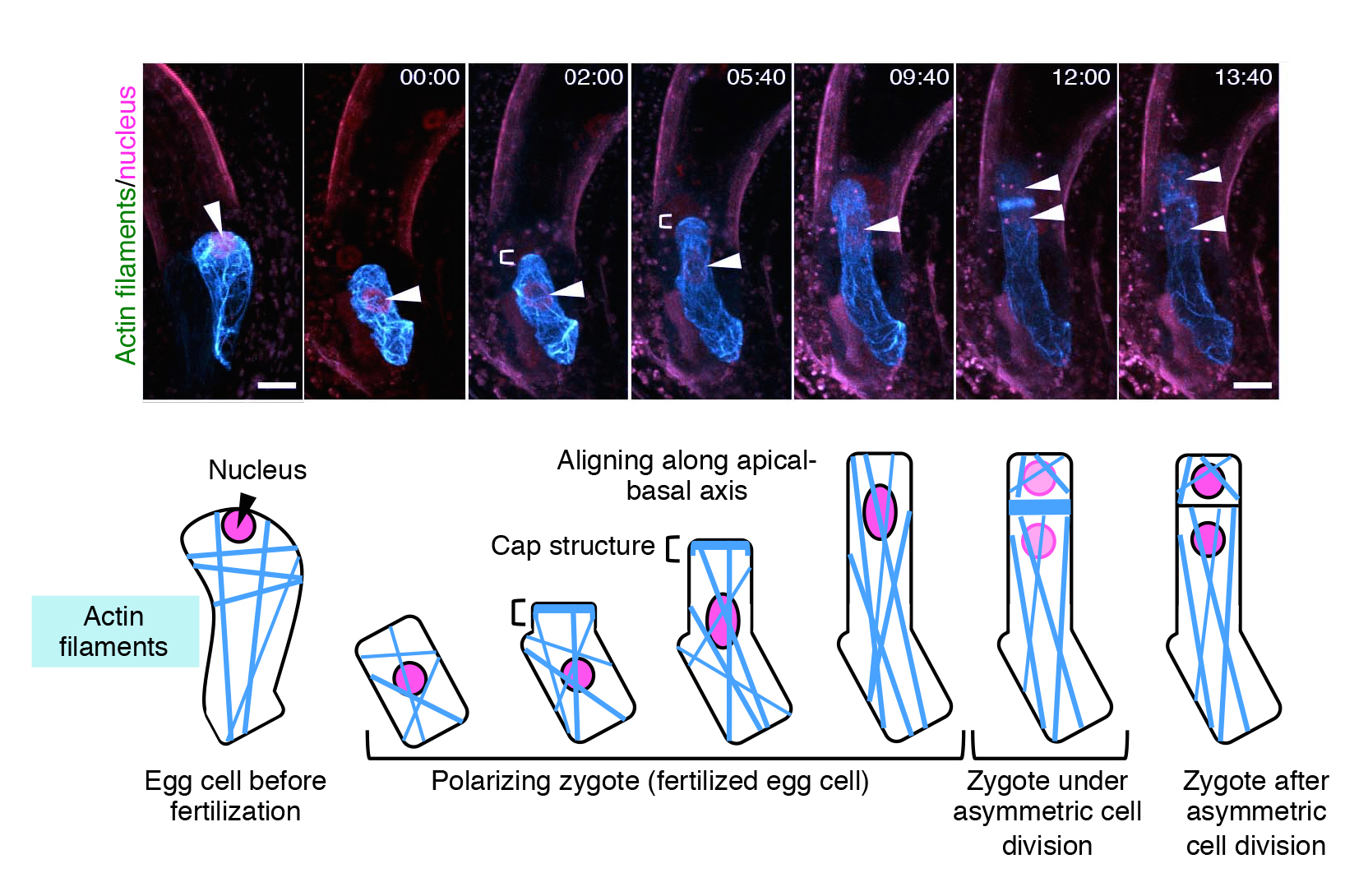 AsymmCD_Figure3.jpg