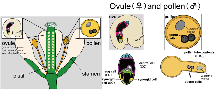 Figure1-1_POEM_EN.jpg