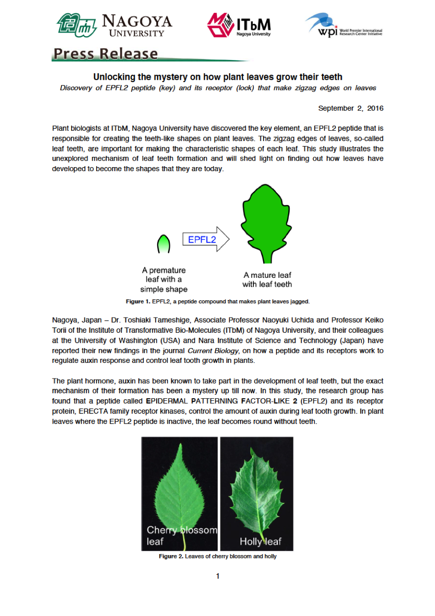 http://www.itbm.nagoya-u.ac.jp/en_backup/research/20160902_Saw_Leaf_EN_PressRelease_ITbM.png