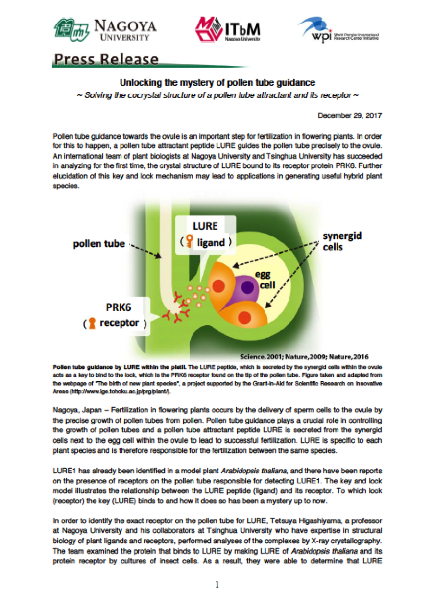 http://www.itbm.nagoya-u.ac.jp/en_backup/research/20171229_NatComm_Higashiyama_EN_PressRelease_ITbM.png