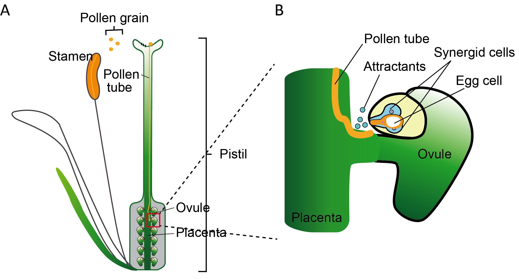 AMOR_EN_Figure1.jpg