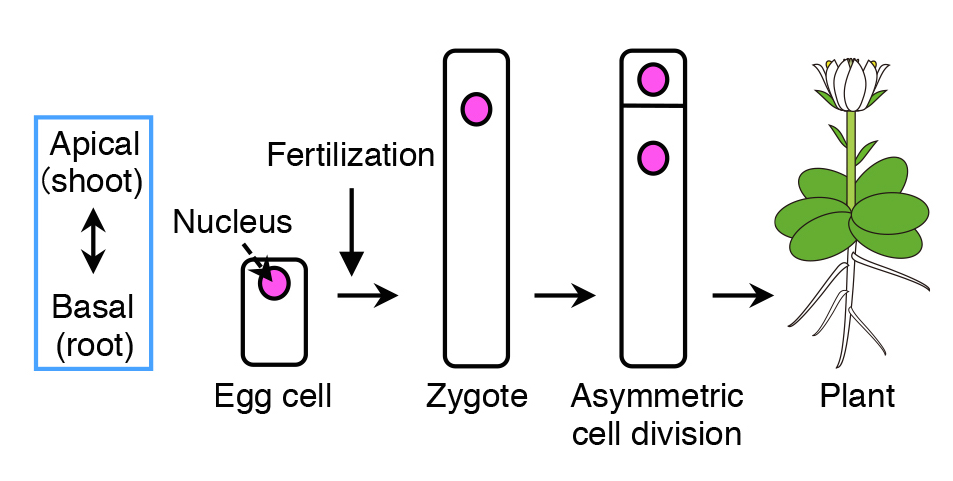 AsymmCD_Figure1.jpg