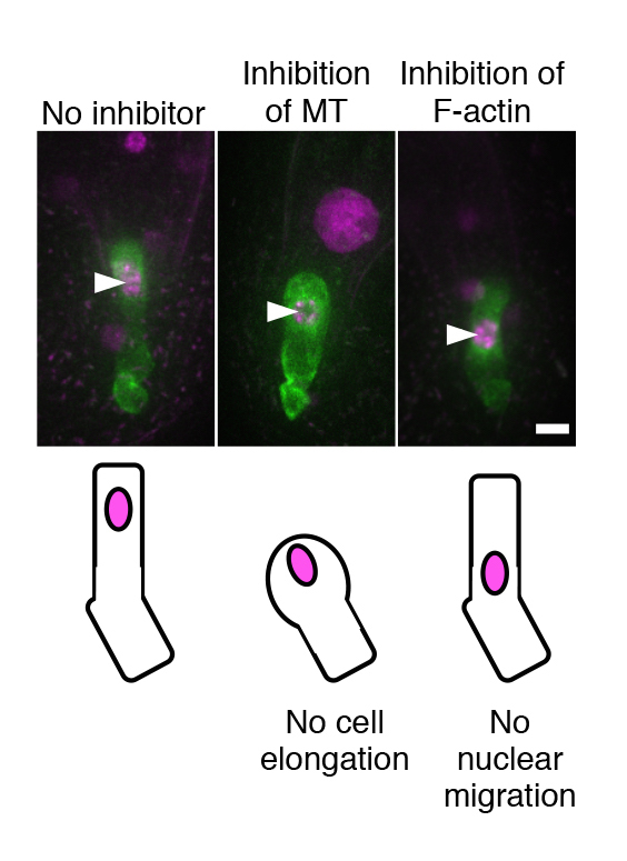 AsymmCD_Figure4.jpg