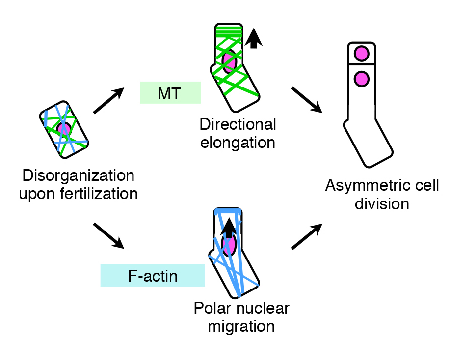 AsymmCD_Figure5.jpg