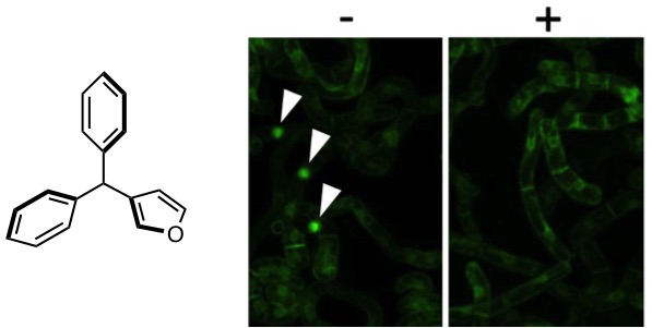 CellCycle_Figure2.jpg