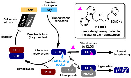 Fig2_Feedbackloop.jpg