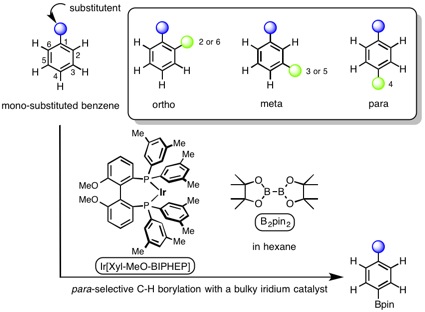 Fig2_Paraboryl.jpg