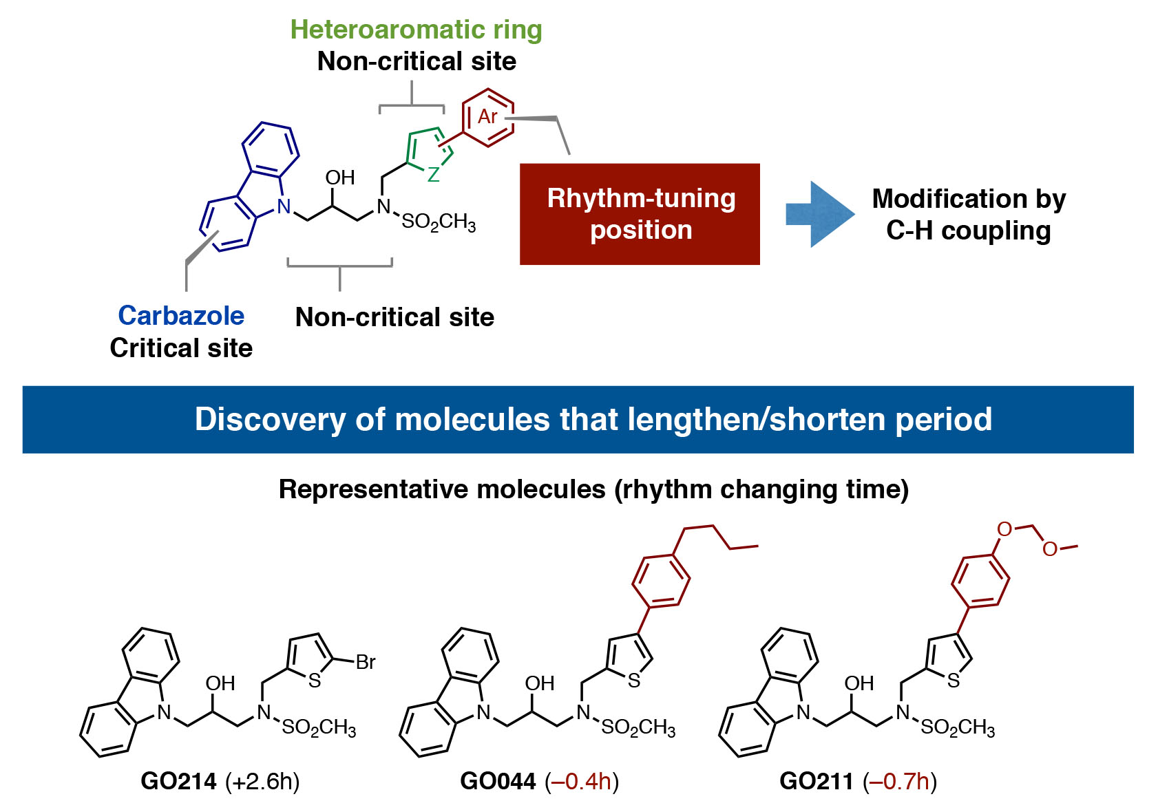 Fig3_ClockMolecules.jpg