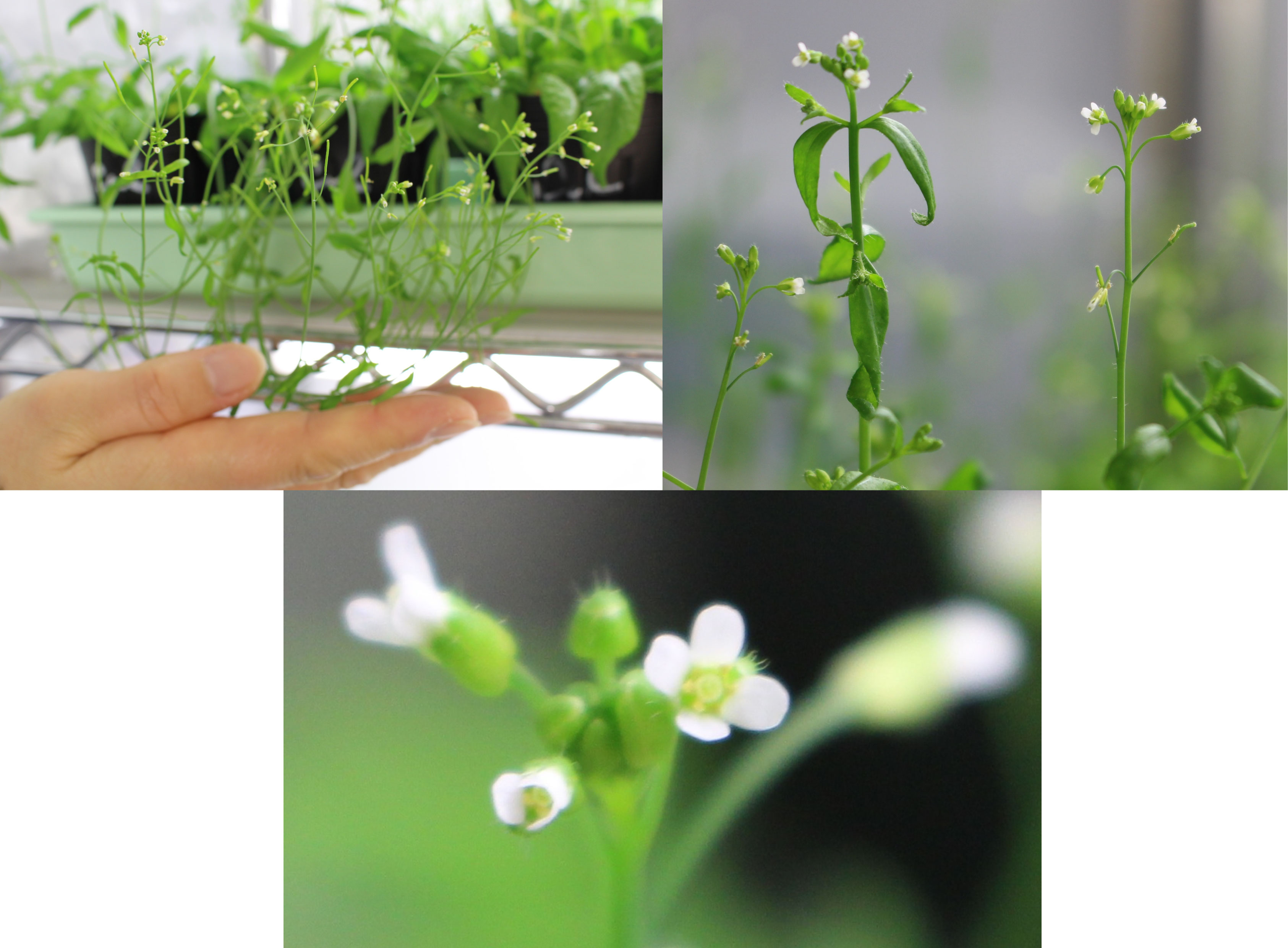 Figure1_Arabidopsis.jpg