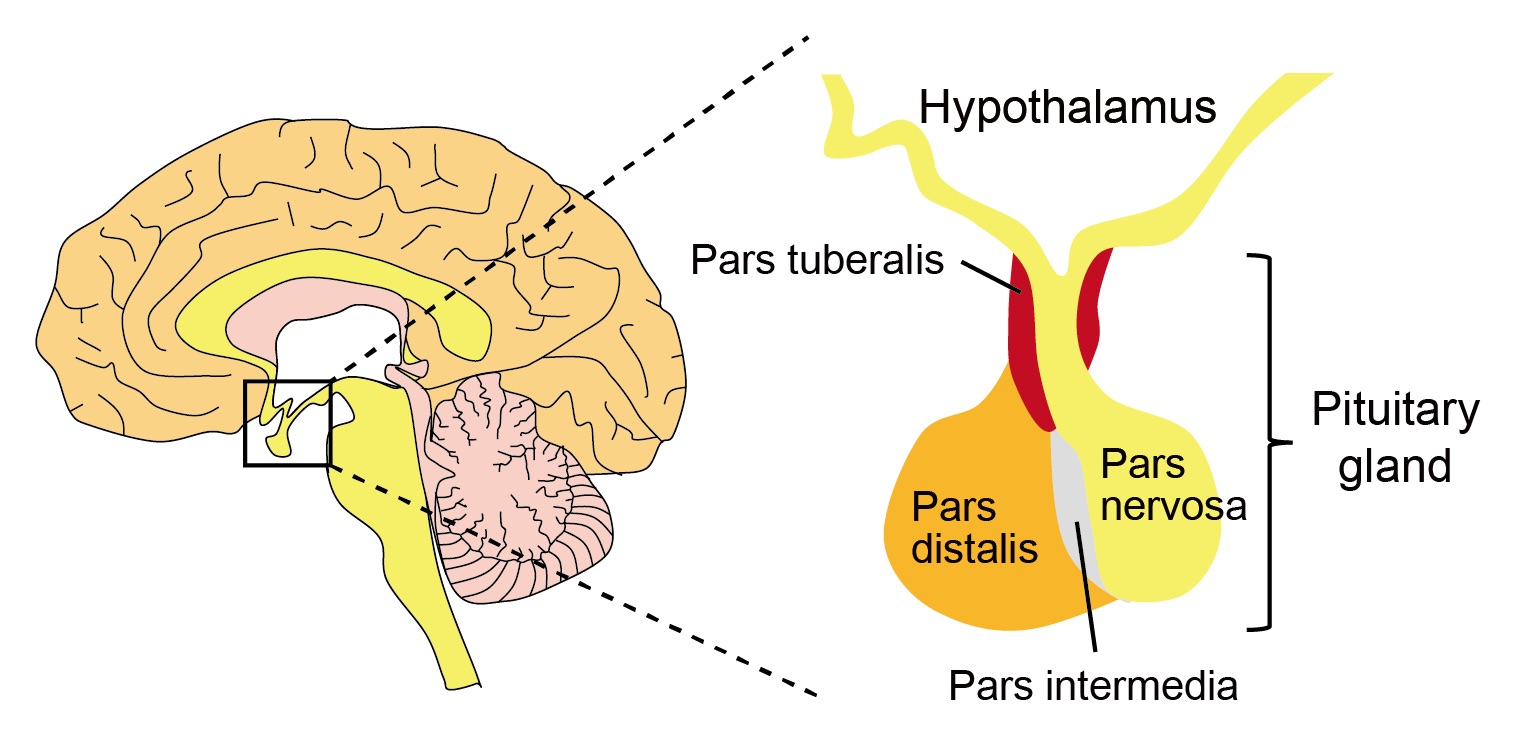 Figure1_HandPG2.jpg