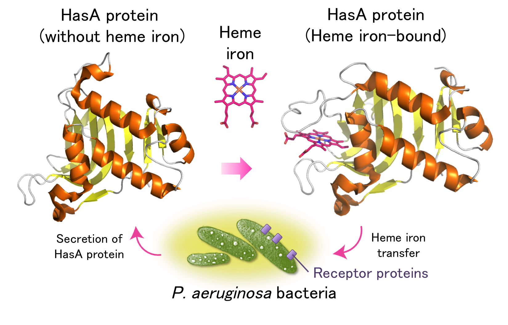 Figure1_HasA_Heme.png