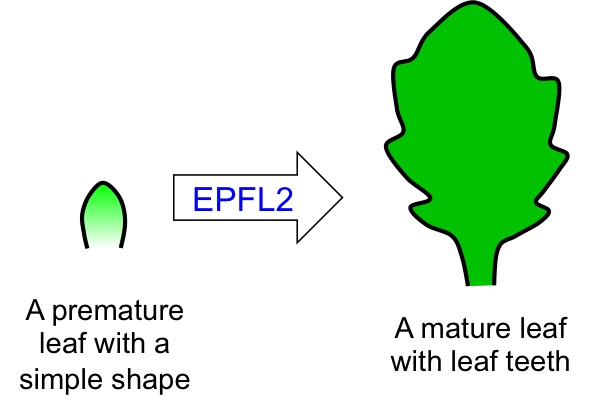 Figure1_Leaf_EN.png