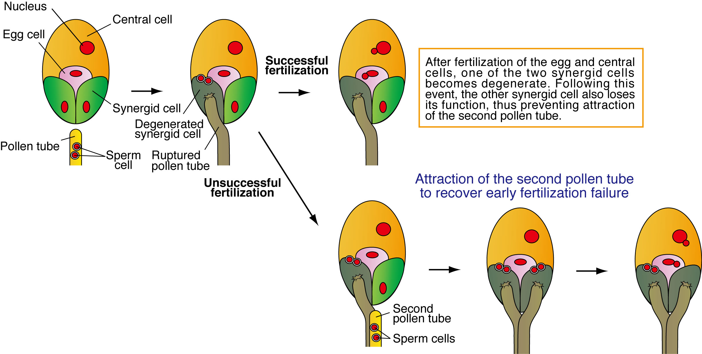 Figure2_Cell_Fusion.jpg