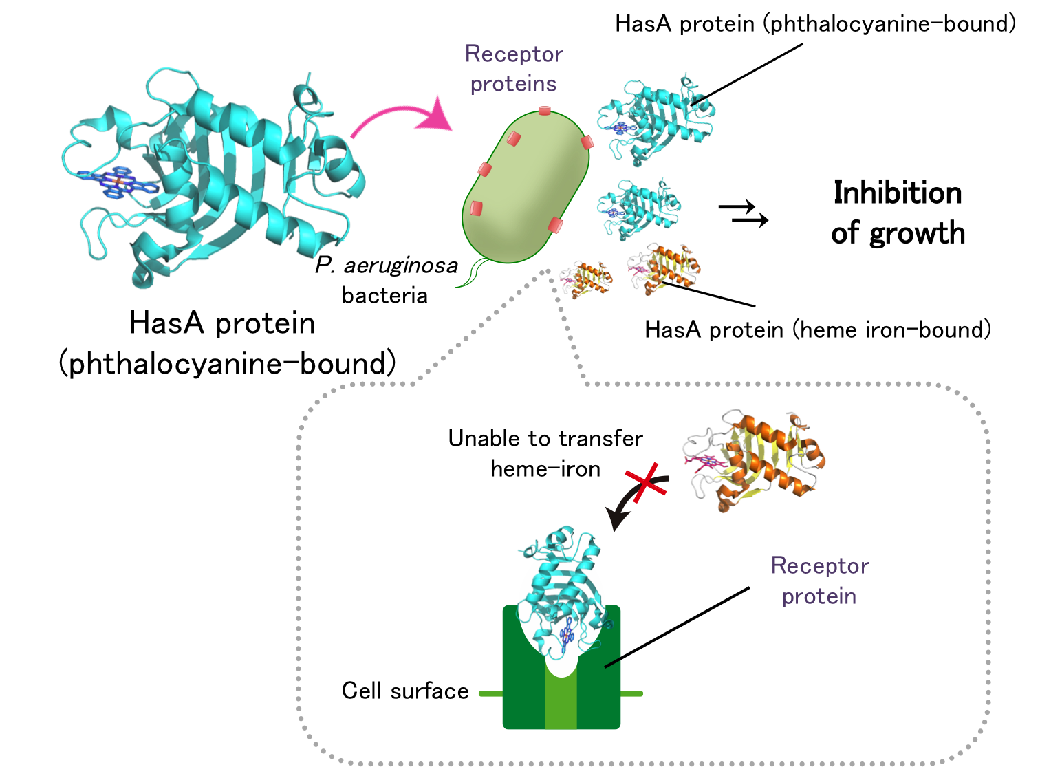 Figure2_HasA_Fe-Pc.png