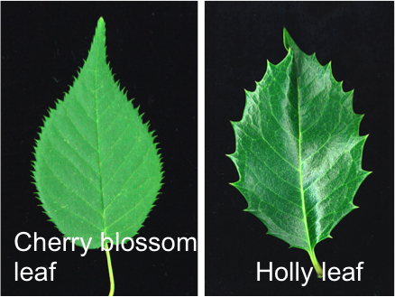 Figure2_Leaf_EN.png