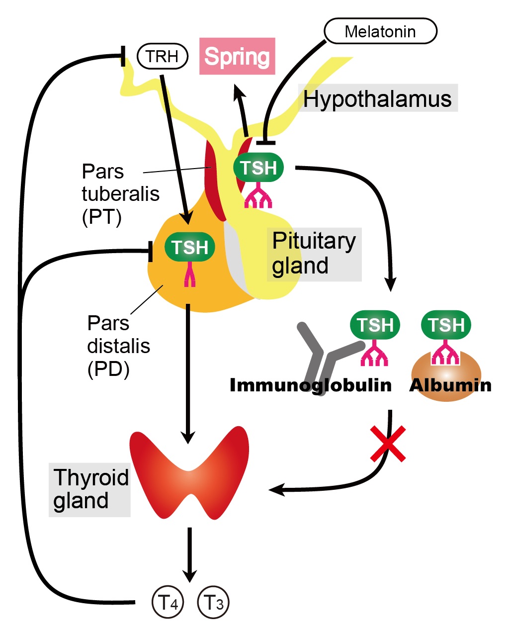 Figure2_Mechanism2.jpg