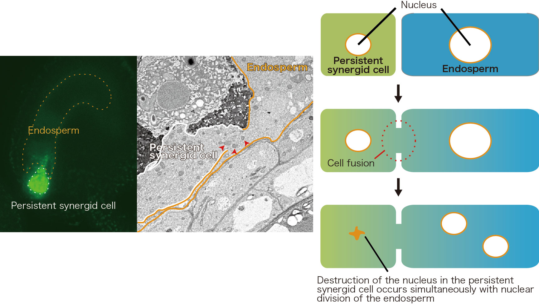 Figure3_Cell_Fusion_Images.jpg