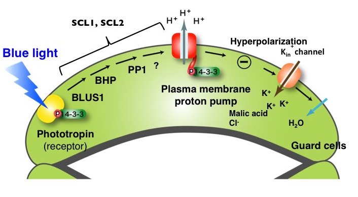 Kinoshita_PCP_Fig2_EN.jpg