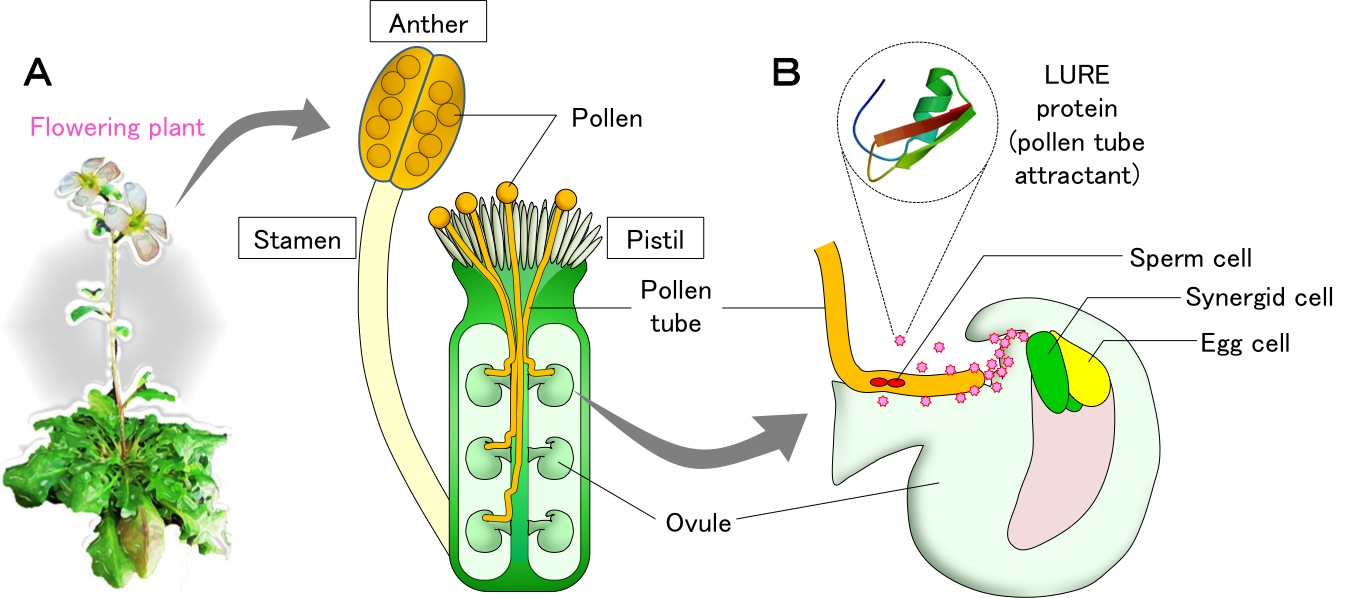 Nature_Figure1.jpg