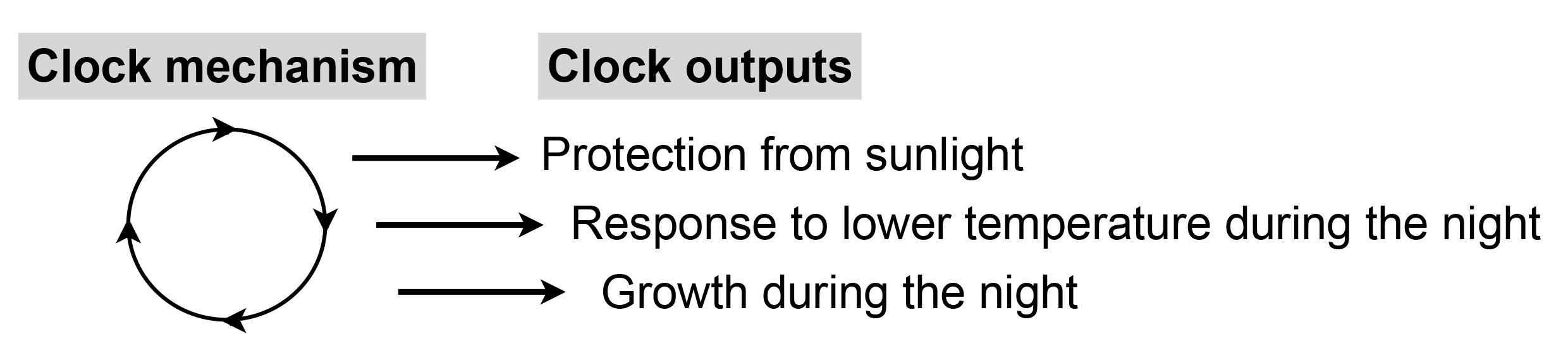 PlantCell_EN_Figure2.jpg