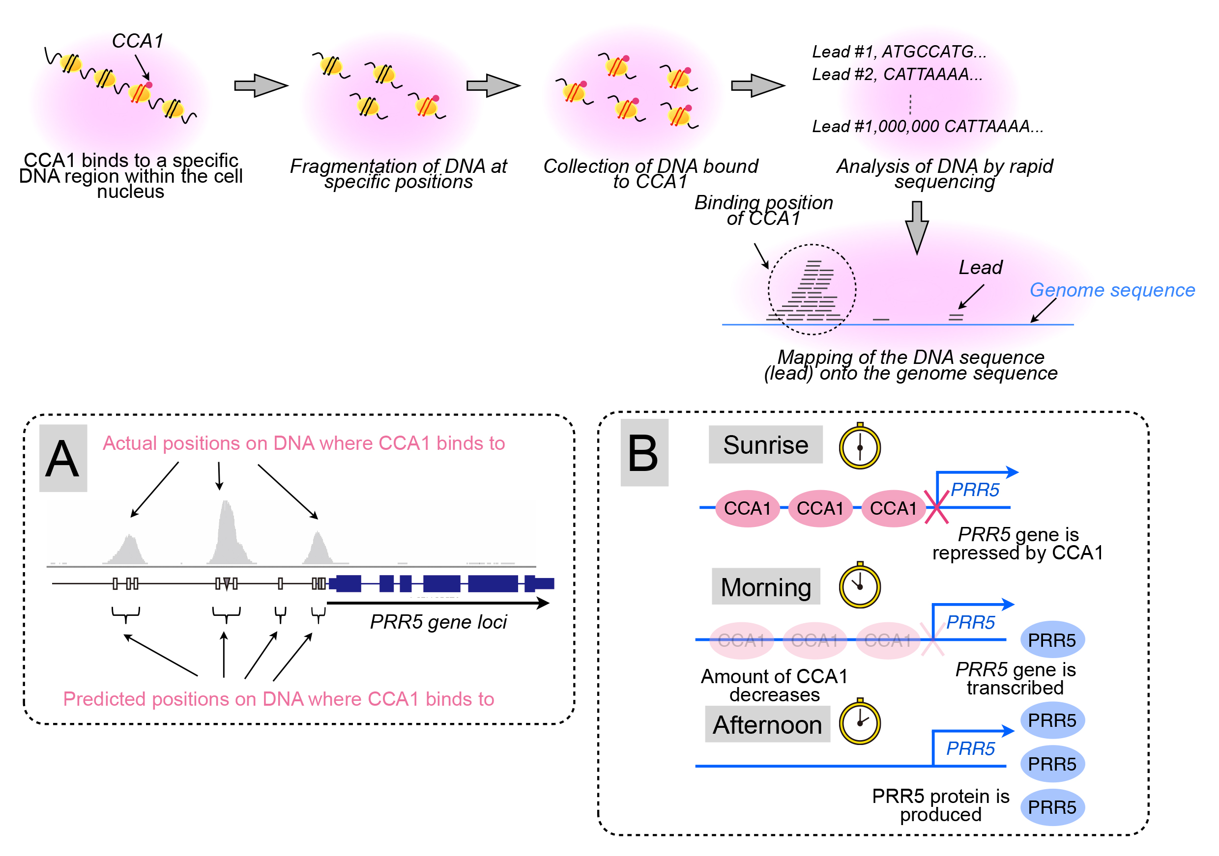 PlantCell_EN_Figure3.jpg