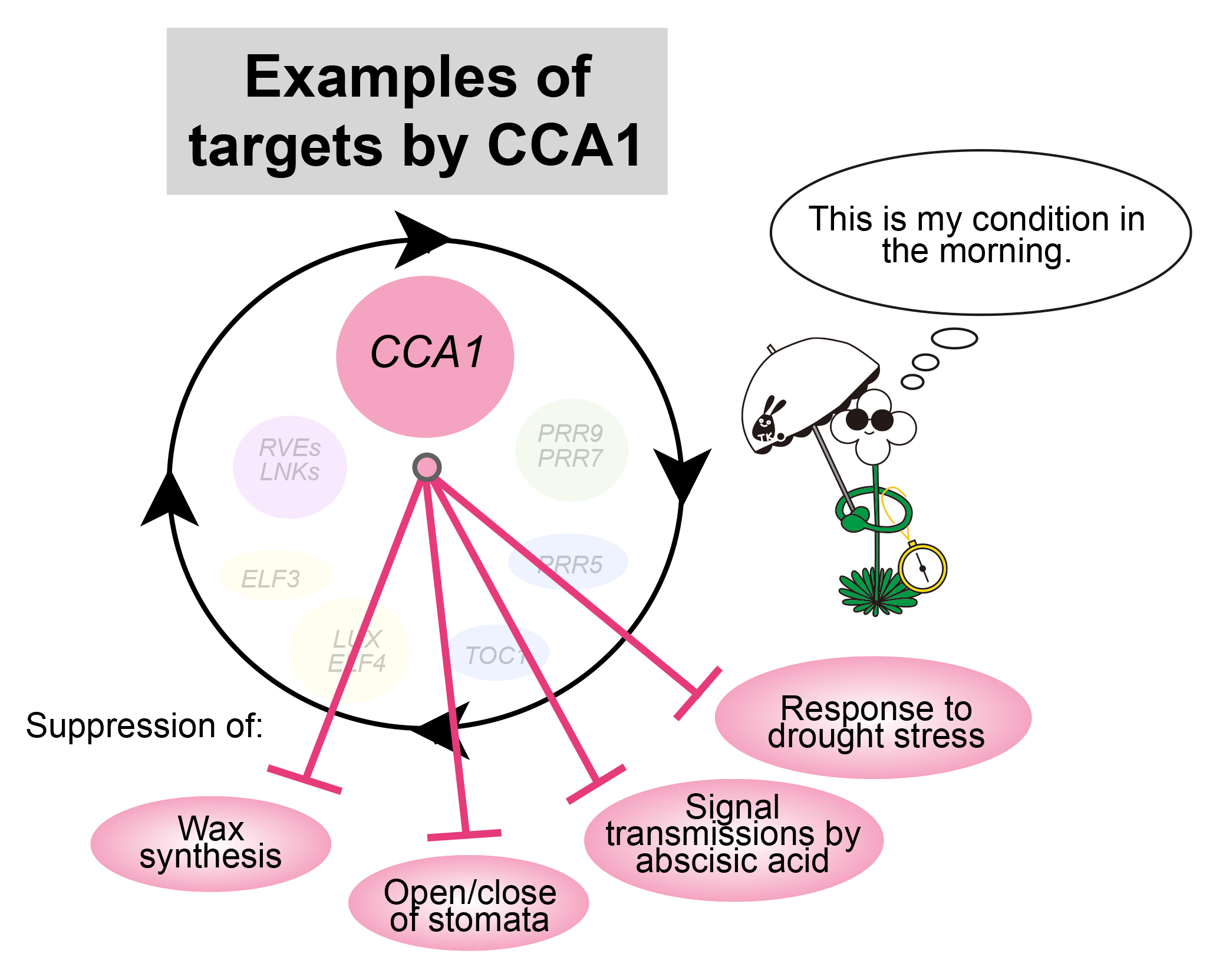 PlantCell_EN_Figure4.jpg