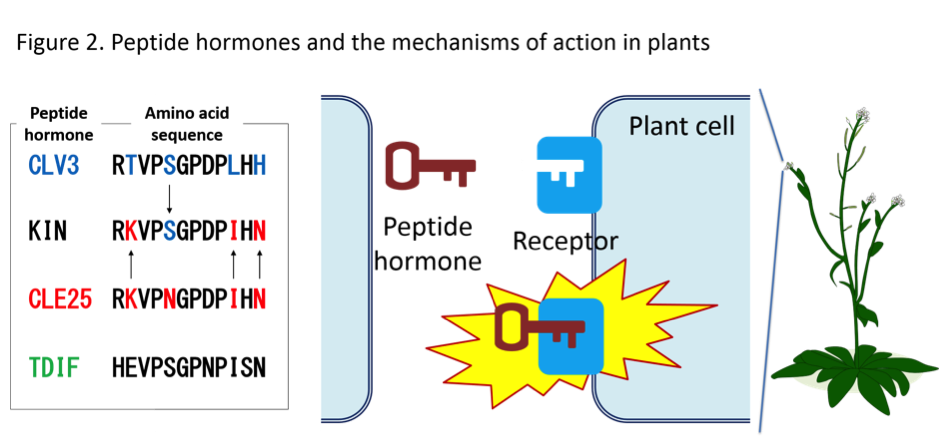 PlantPeptide_Fig2_EN.png