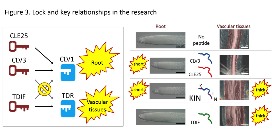 PlantPeptide_Fig3_EN.png