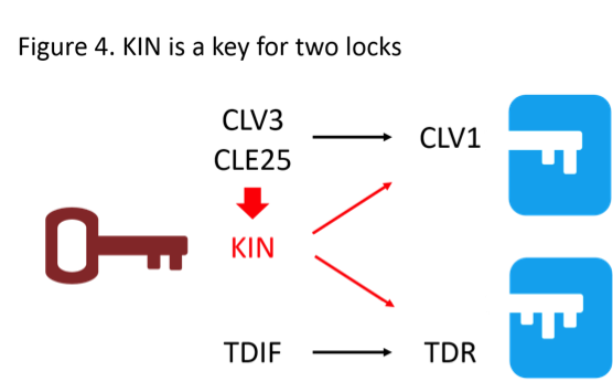 PlantPeptide_Fig4_EN.png