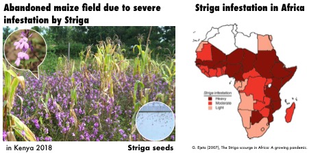 Striga_EN_Fig1.jpg