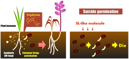 Striga_EN_Fig2.jpg