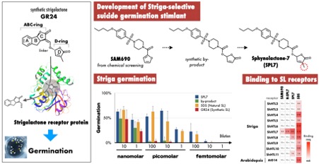 Striga_EN_Fig3.jpg