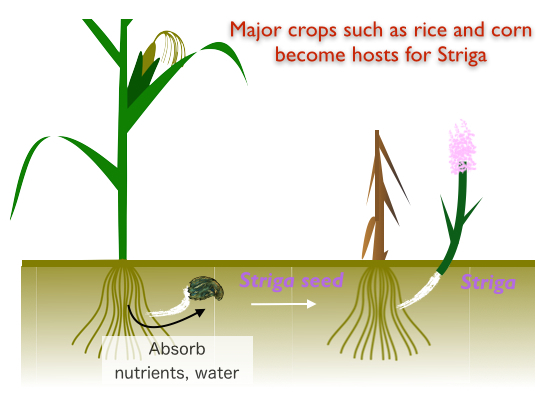 Striga_Effect_EN.jpg