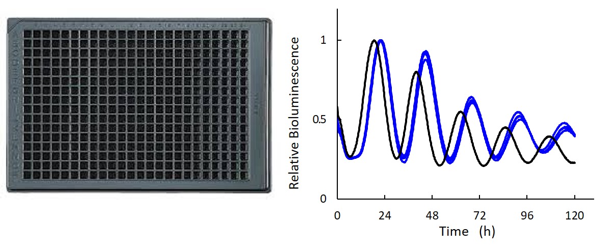 Wellplate.jpg