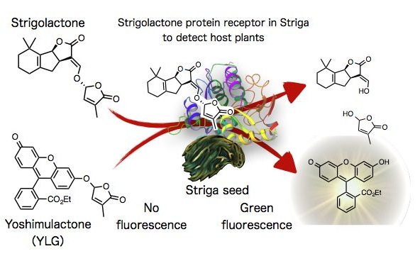 Yoshimulactone_Striga_EN.jpg