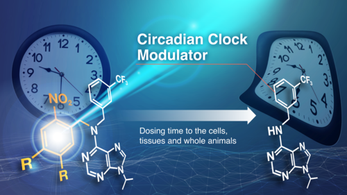circadian clock-thumb-500xauto-2344.png