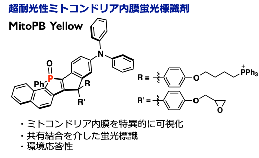 20190723_PNAS_yamaguchi02.png