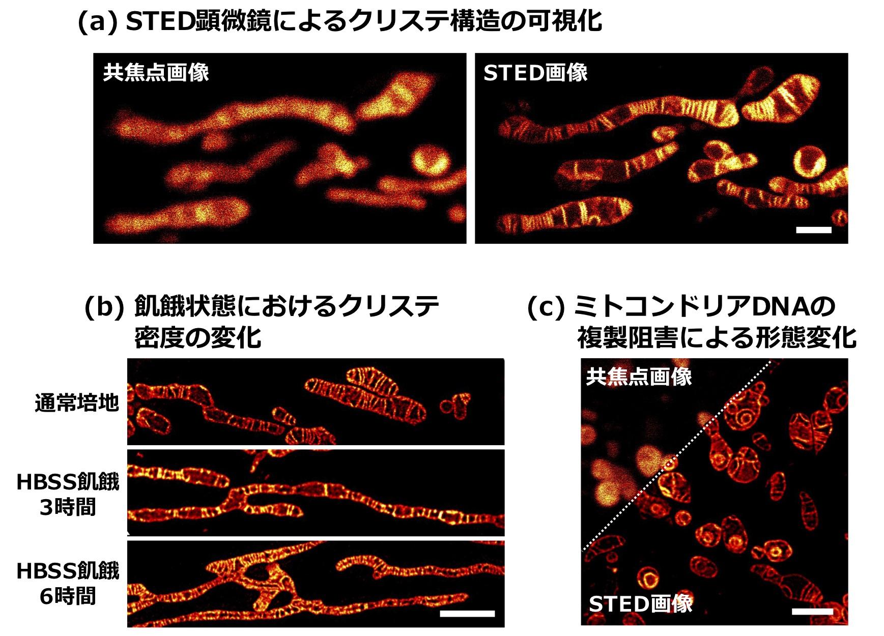 20190723_PNAS_yamaguchi03.jpg