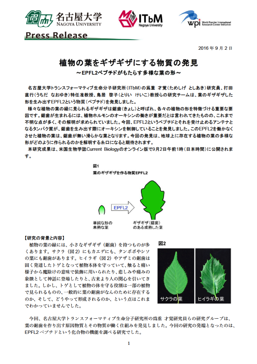 http://www.itbm.nagoya-u.ac.jp/ja_backup/research/20160902_Saw_Leaf_JP_PressRelease_ITbM.png