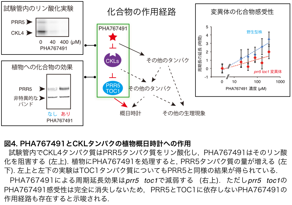 20190513NakamichiPNAS04.png