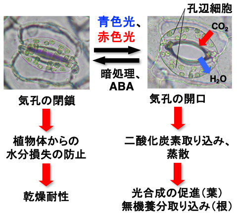 20190722Kinoshita01.png