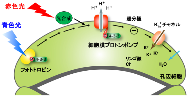 20190722kinoshita02.png