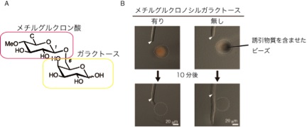 AMOR_JP_Figure3.jpg