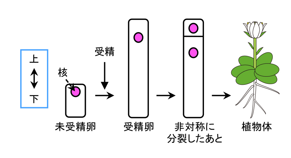AsymmCD_Figure1_JP.jpg