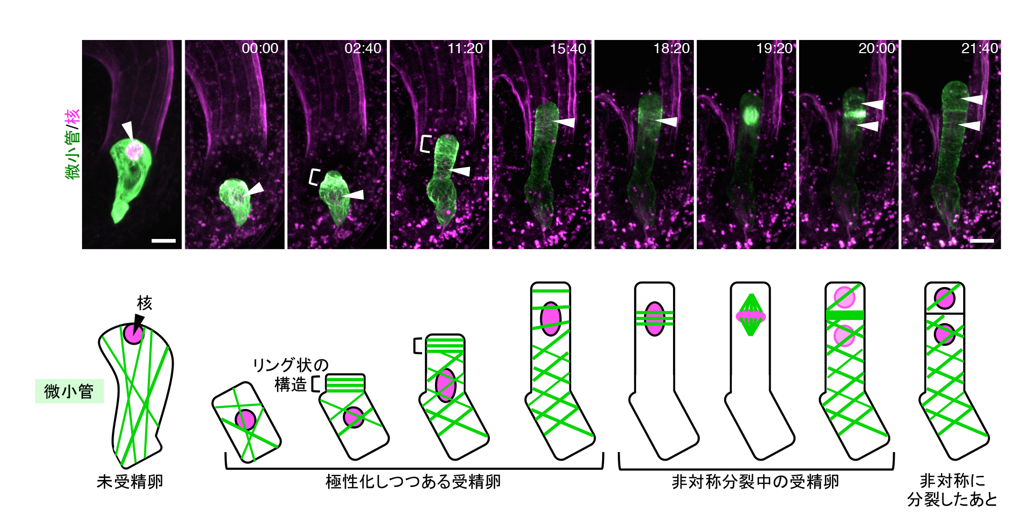 AsymmCD_Figure2_JP.jpg