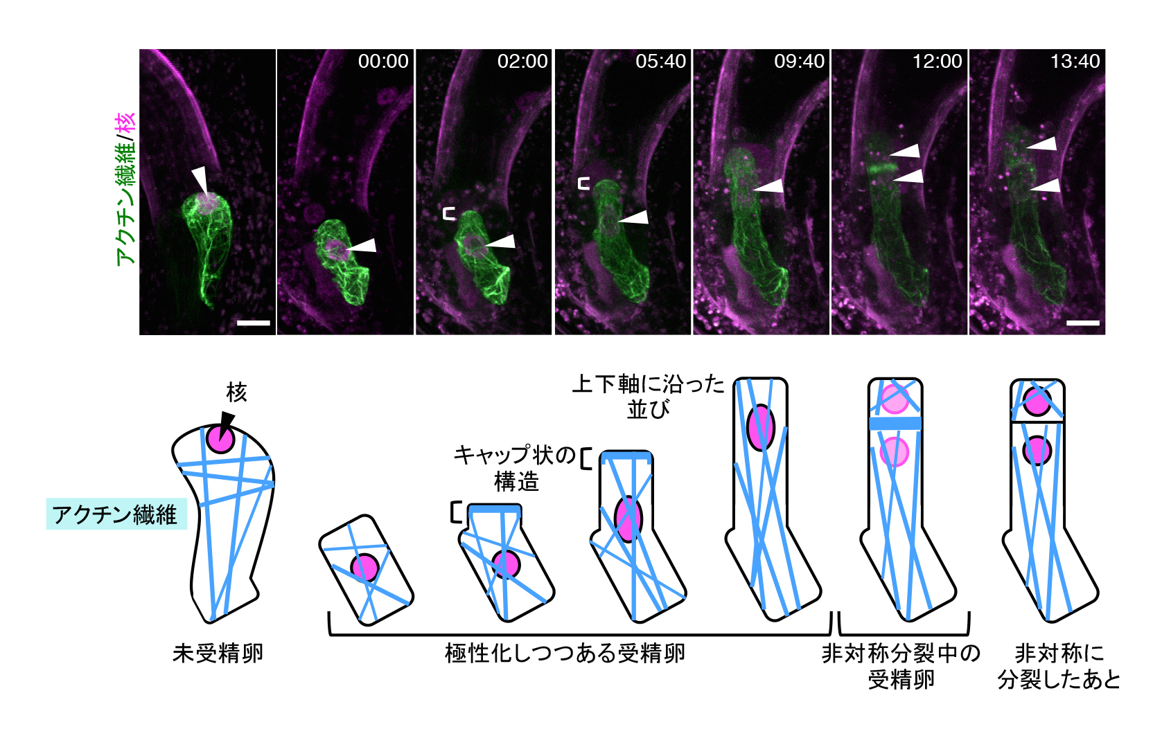 AsymmCD_Figure3_JP.jpg