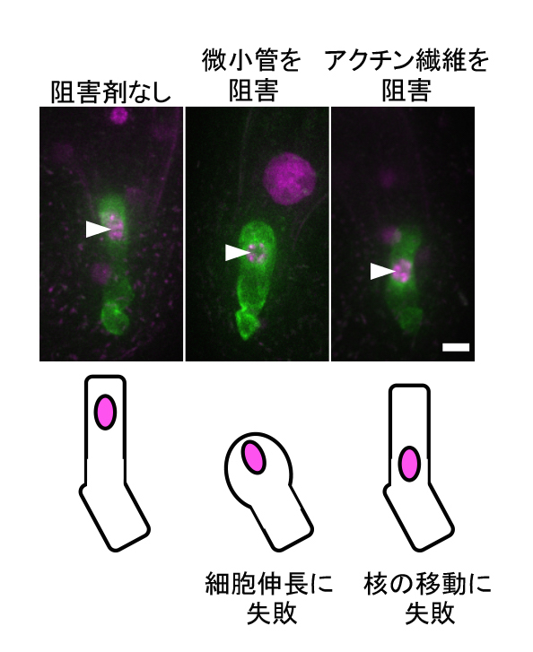 AsymmCD_Figure4_JP.jpg