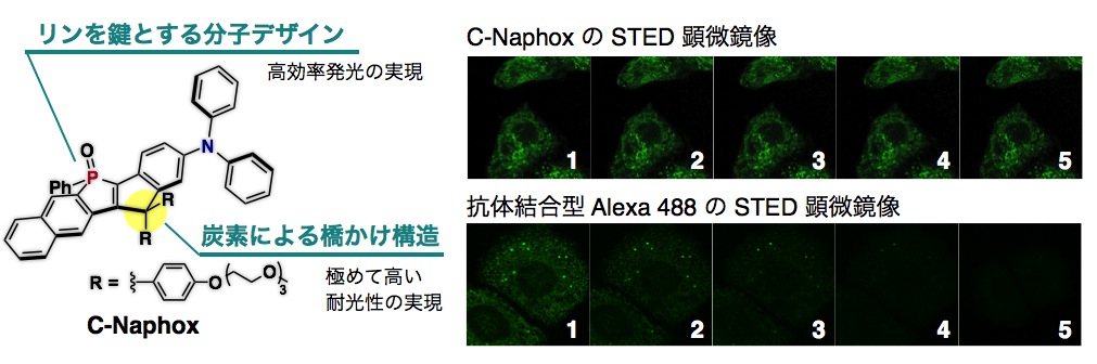 C-Naphox_JP_2.jpg