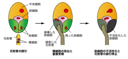 CellFusion_Fig1.jpg